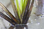 American bur-reed